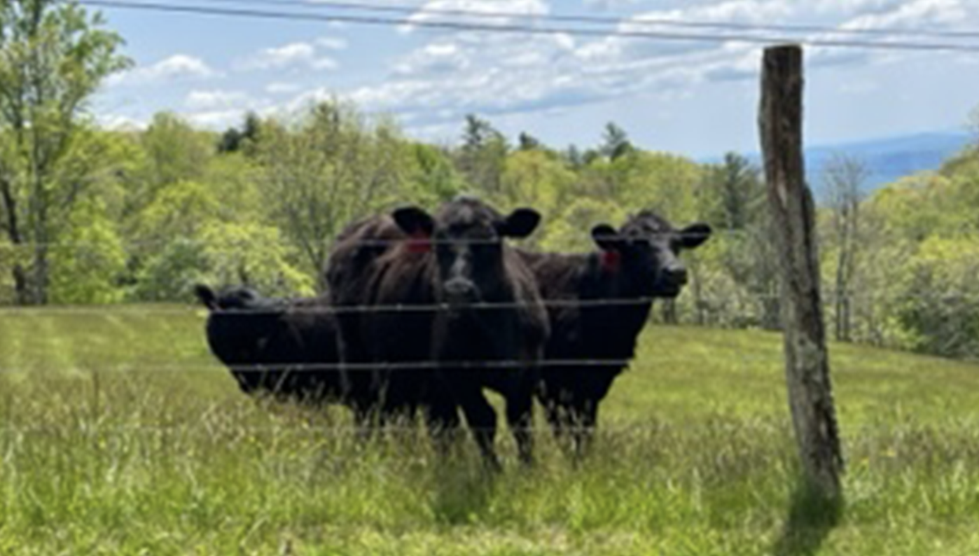 These are the days of the donkey of Balaam - Herd of Cows aid North Carolina police pursuit, leading them 'directly' to suspect