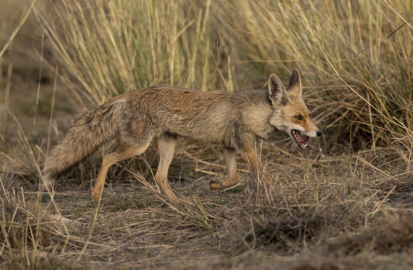 Fox spotted along walls of Temple Mount sparks talk of prophecy