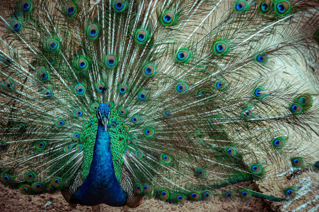 Symbols of Beauty! 