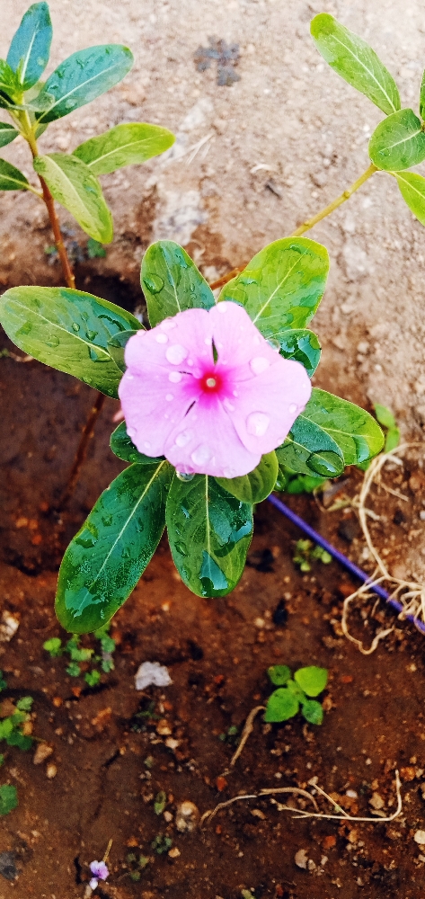 Drops of Life